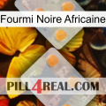 African Black Ant 25